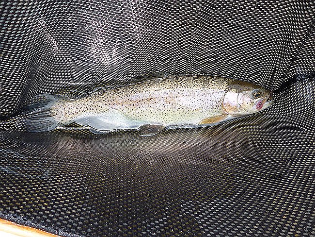 Kettle Trout4.JPG